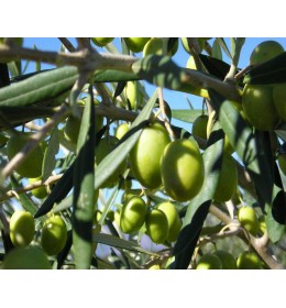 Coratina Extra Virgin Olive Oil - Southern Hemisphere (Peru) ***LIMITED EDITION*** SOLD OUT